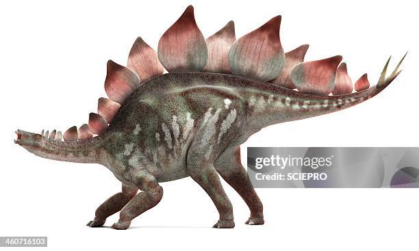 stegosaurus dinosaur, artwork - thyreophora stock illustrations