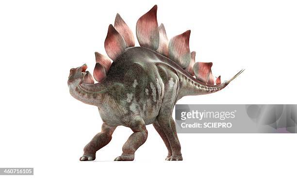 stegosaurus dinosaur, artwork - stegosaurus stock illustrations