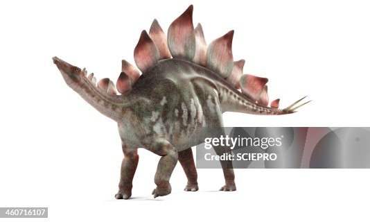 Stegosaurus dinosaur, artwork Stegosaurus dinosaur, artwork