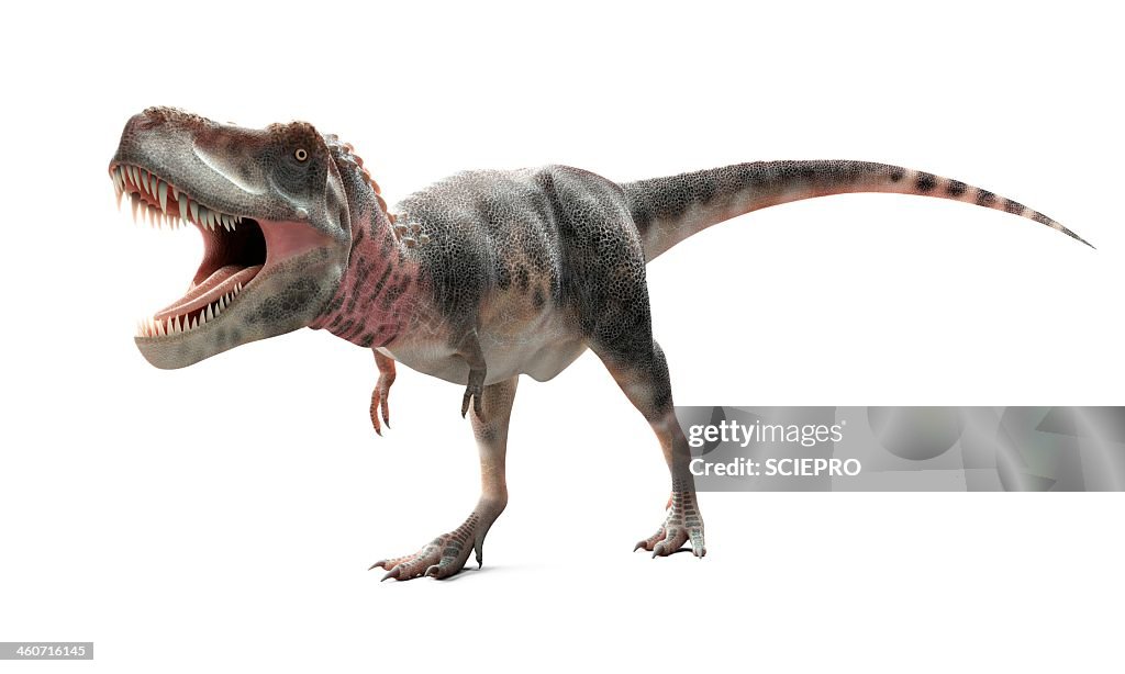 Tarbosaurus dinosaur, artwork
