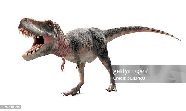 tarbosaurus dinosaur, artwork - tarbosaurus stock illustrations