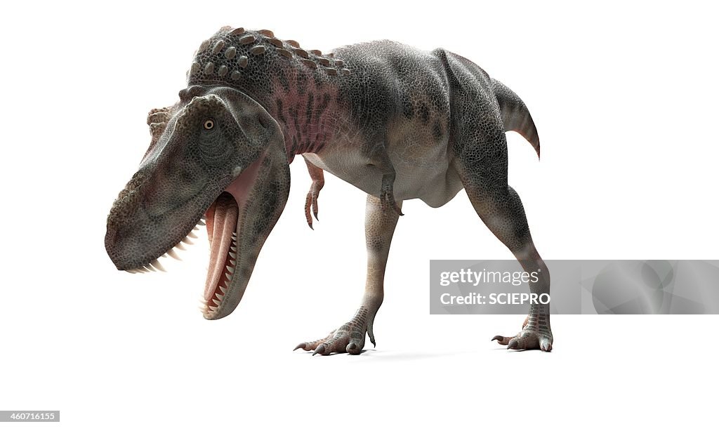 Tarbosaurus dinosaur, artwork