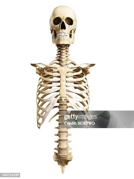 thorax, spine and skull, artwork - ribs stock illustrations