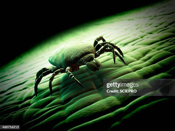 tick, artwork - zecke stock-grafiken, -clipart, -cartoons und -symbole