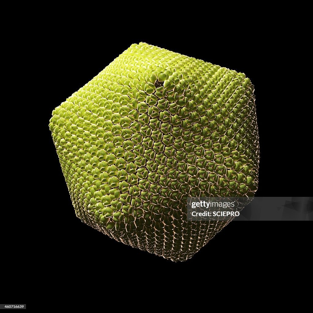 Paramecium bursaria Chlorella virus 1