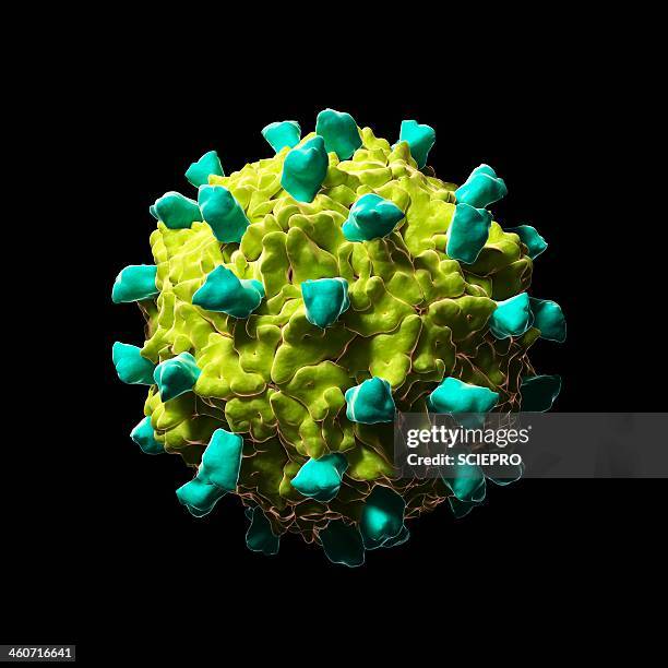 Coxsackie Virus Photos and Premium High Res Pictures Getty Images