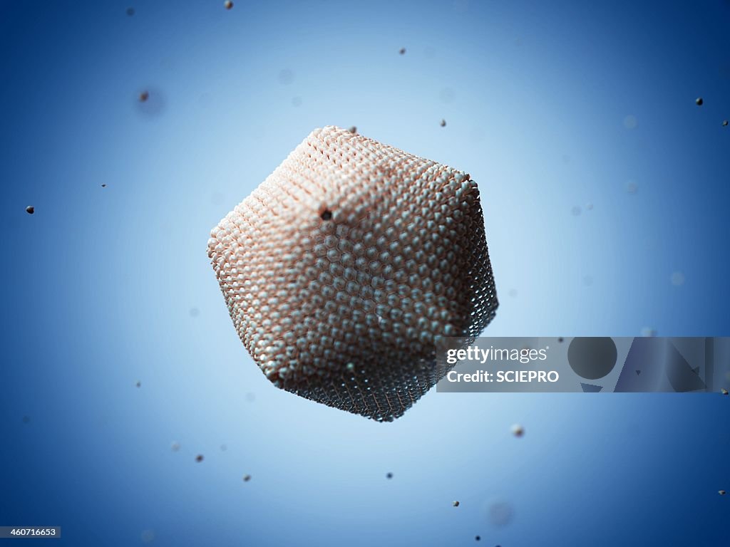 Paramecium bursaria Chlorella virus 1