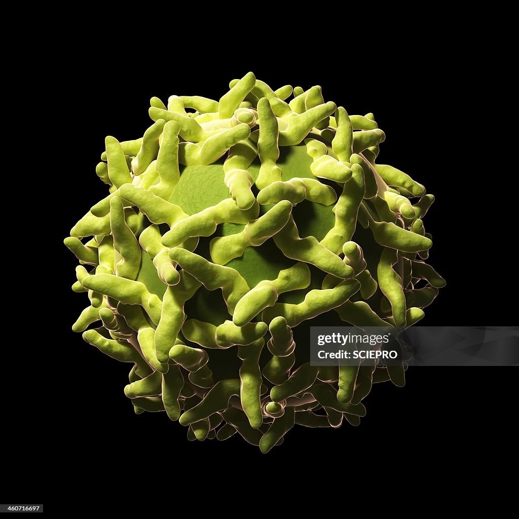 Yellow Fever Virus Artwork High-Res Vector Graphic - Getty Images