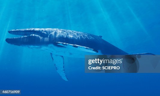 94点のシロナガスクジライラスト素材 Getty Images 94点のシロナガスクジライラスト素材 Getty Images