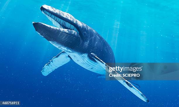blue whale, artwork - images of whale underwater stock illustrations