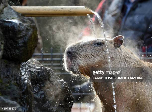 Spring Capybara 38 Capybara Hot Spring Stock Photos, High-Res Pictures, and Images ...