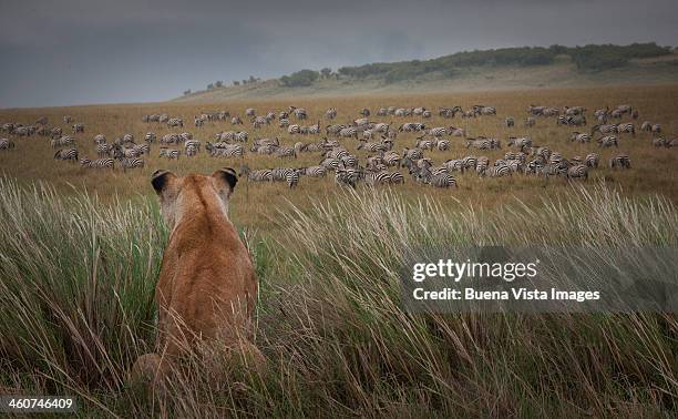 lioness  (panthera leo) watching zebras - leon fotografías e imágenes de stock