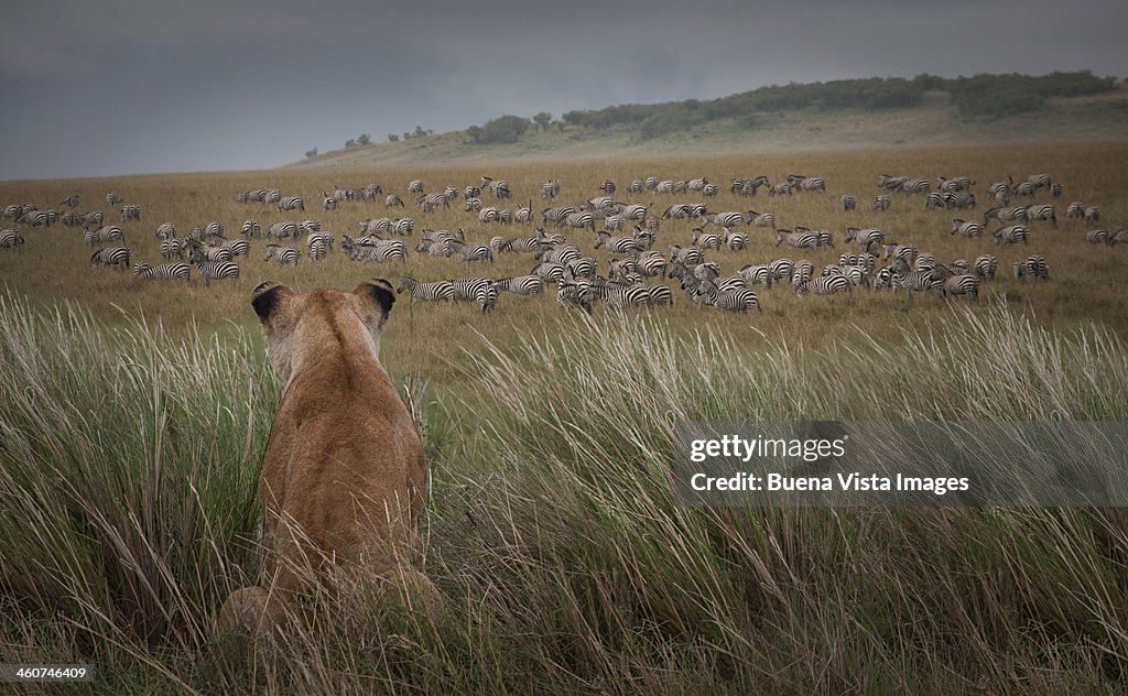 Lioness (Panthera Leo) watching zebras