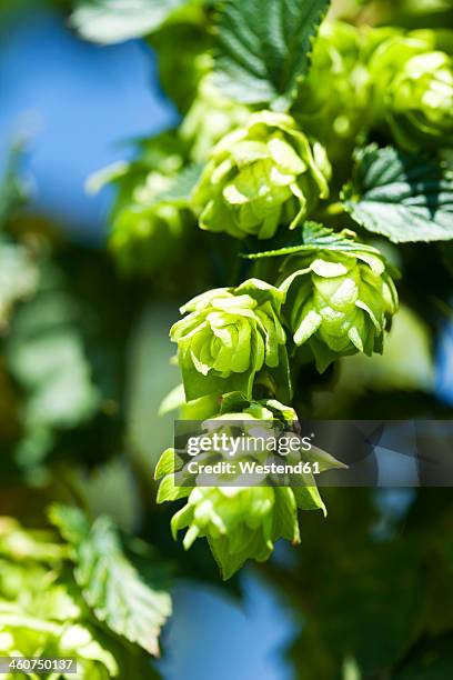 germany, bavaria, view of hop - 蛇麻草 個照片及圖片檔