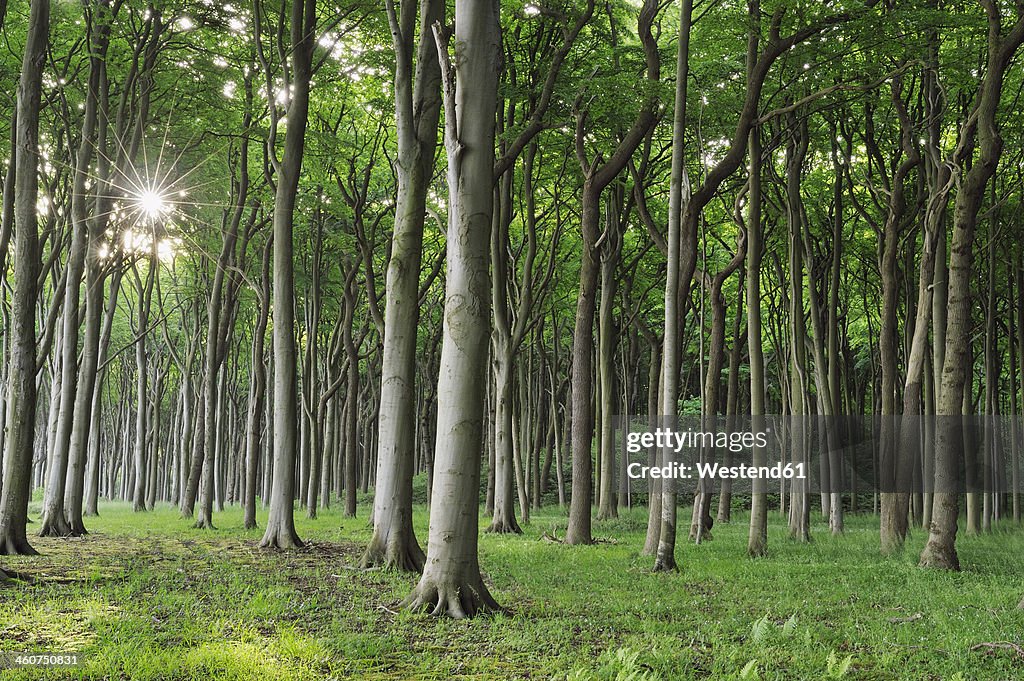 Trees In Germany Germany Mecklenburg Western Pomerania Beech Trees In Forest High-Res ...