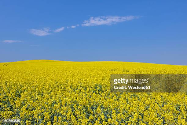 germany, mecklenburg vorpommern, view of yellow rape field, close up - colza foto e immagini stock