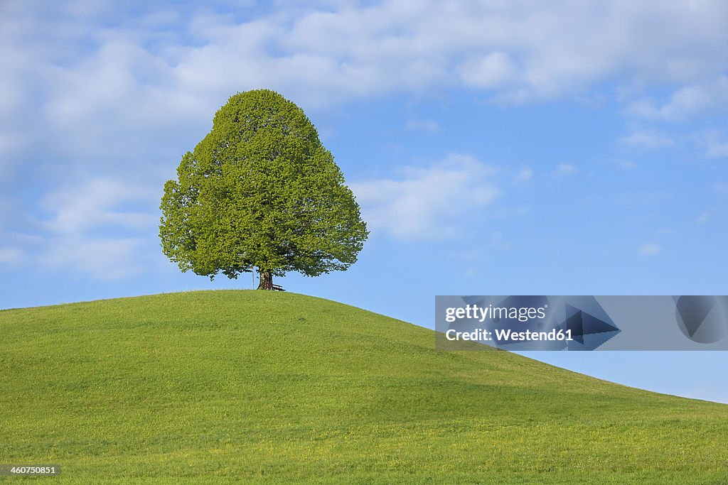 Switzerland, Lime tree in meadow