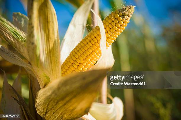 germany, saxony, fresh corn cob on tree - corn crop field stock pictures, royalty-free photos & images