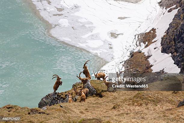 austria, carinthia, view of alpine ibex - winter meadow stock pictures, royalty-free photos & images