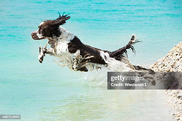 germany, bavaria, english springer spaniel jumping in water - spaniel stock-fotos und bilder