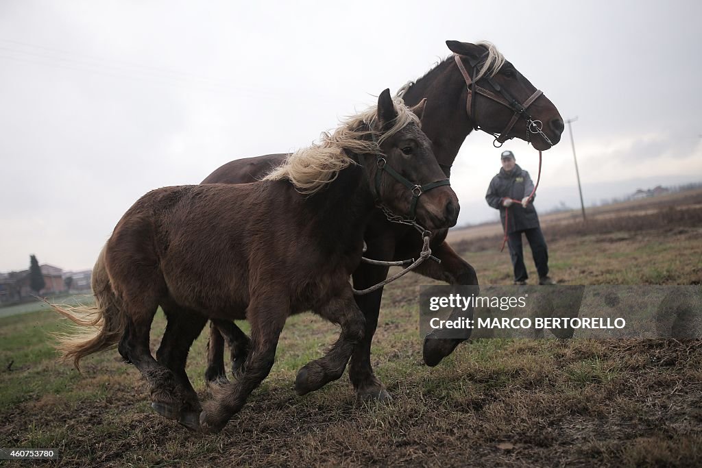 ITALY-HORSES-AGRICULTURE-MEAT