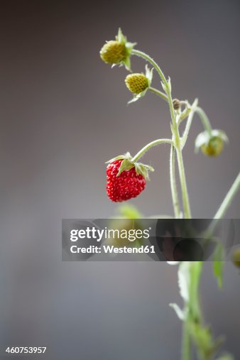 Germany, Baden Wuerttemberg, Wild strawberries, close up Germany, Baden Wuerttemberg, Wild strawberries, close up