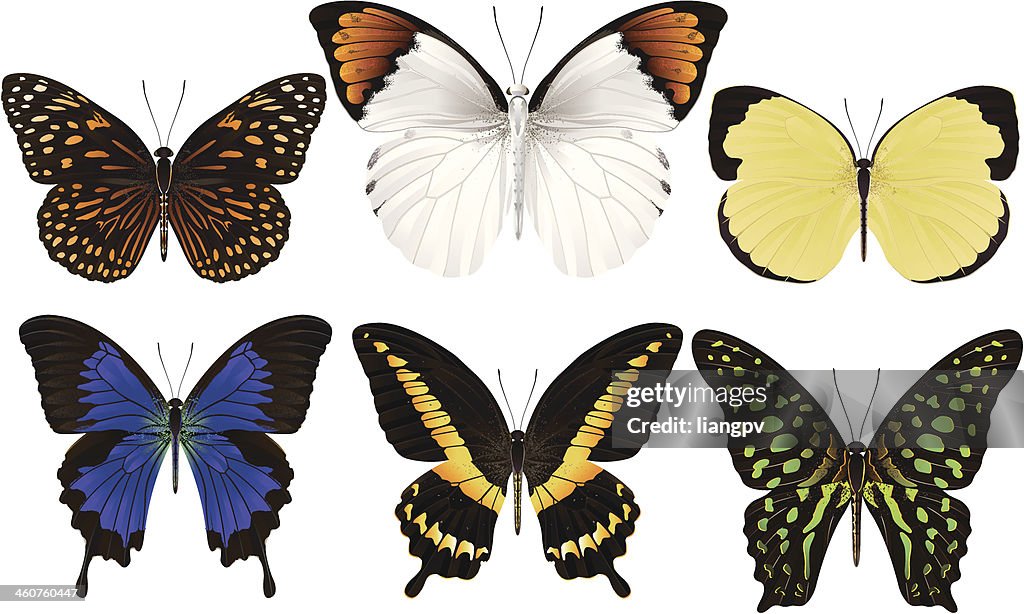 Butterflies