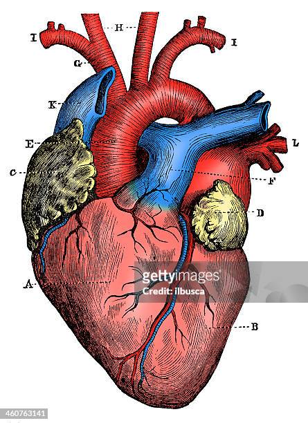 antikes medizinische wissenschaftliche illustrationen hoher auflösung: herz - human heart stock-grafiken, -clipart, -cartoons und -symbole