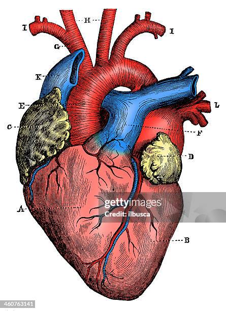 High Resolution Heart Human Heart Anatomy Photos and Premium High Res Pictures - Getty Images