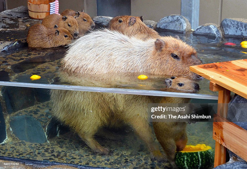 Capybaras In Hot Spring