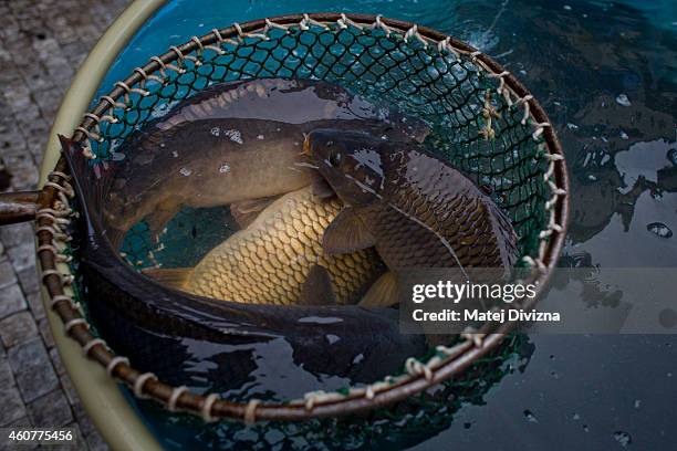 Carps are placed in dip-net at fishmonger stall on December 22, 2014 in Prague, Czech Republic. In the days before Christmas, fishermen mostly from...