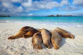 Galapagos Sea Lions Sun Themselves on Beach