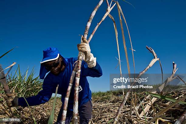 Sugar-cane cutters work in plantation for the production of ethanol and sugar.