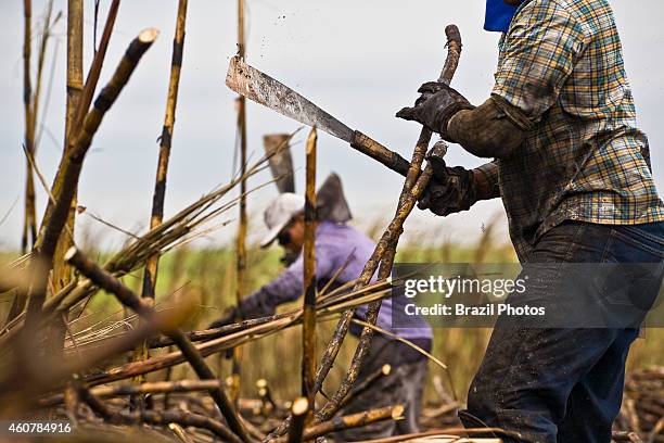Sugar-cane cutters work in plantation for the production of ethanol and sugar.