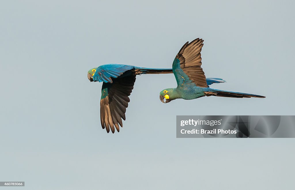 The Lear's Macaw (Anodorhynchus leari), also known as the...