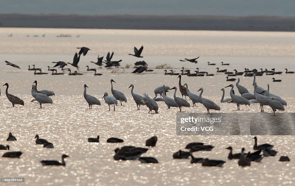 Best Bird-watching Season Comes In Jiujiang