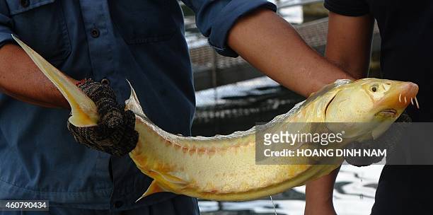 By CAT BARTON In this picture taken on December 9 Le Anh Duc speaks during an interview as a worker shows off an albino sturgeon at one of his...