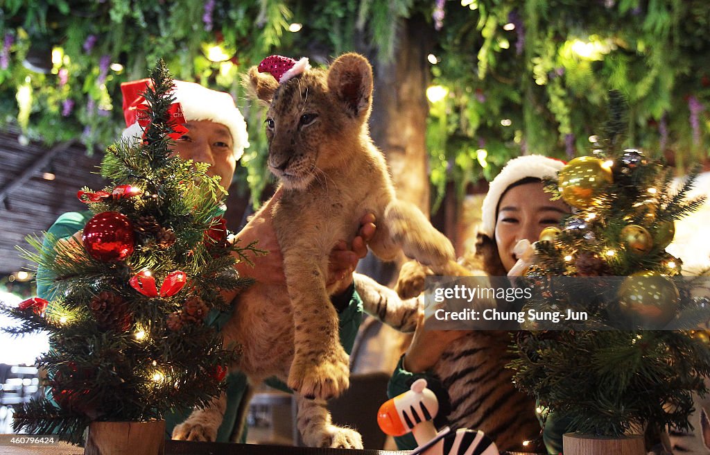 Animals Get In Festive Mood In South Korea