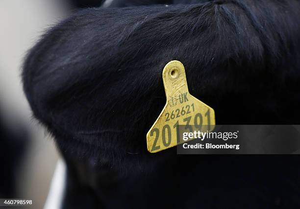 Yellow identification and registration tag, containing the U.K. Crown logo, country code, herdmark, and individual animal number, is seen on the ear...