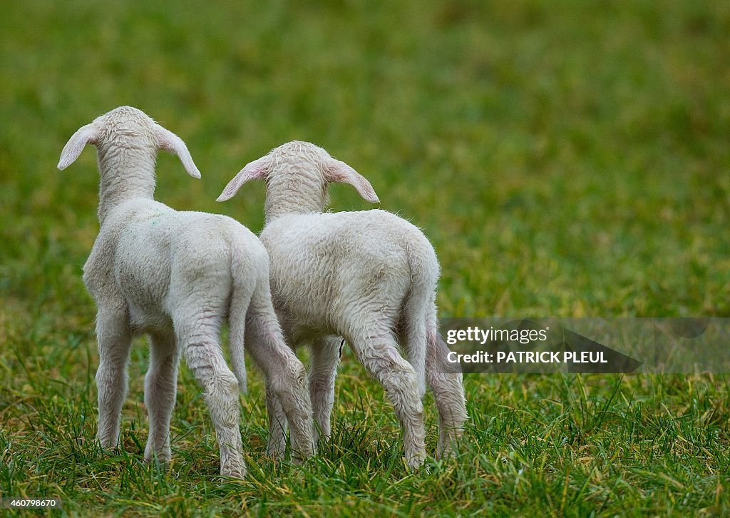 GERMANY-ANIMALS-FEATURE