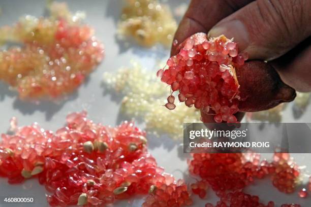 View of different varieties of Australian Finger Lime also know as "lime caviar", taken on December 23, 2014 in Eus, southwestern France. AFP PHOTO /...