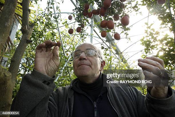 French nurseryman Michel Baches, looks at Australian Finger Lime also know as "lime caviar", on December 23, 2014 in Eus, southwestern France. AFP...