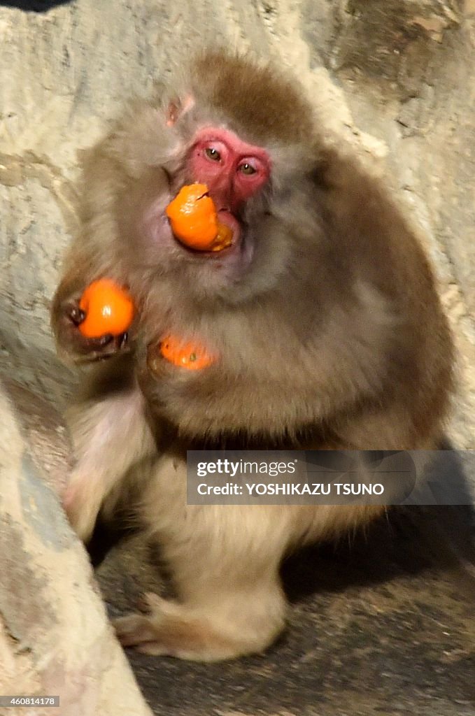 JAPAN-ANIMAL-CHRISTMAS