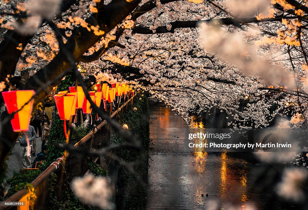 Sakura on the river