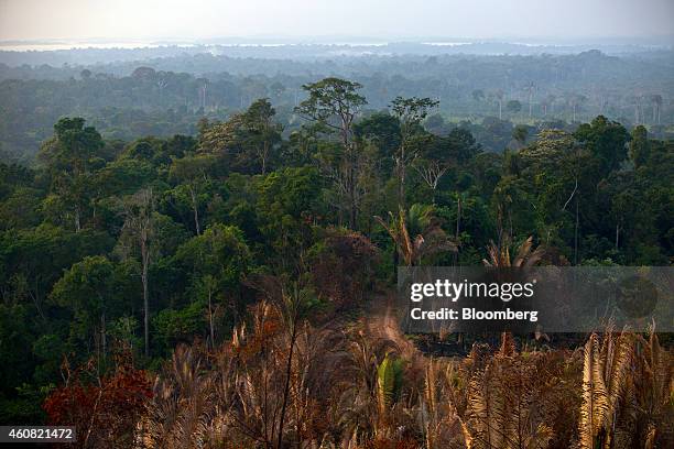 Trees stand in the rain forest in the southern part of the Amazonian state of Para, near Belo Monte, Brazil, on Monday, Dec. 15, 2014. The rate of...