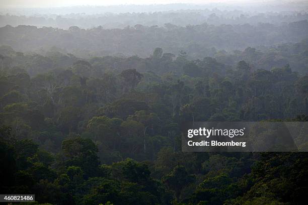 Trees stand in the rain forest in the southern part of the Amazonian state of Para, near Belo Monte, Brazil, on Monday, Dec. 15, 2014. The rate of...