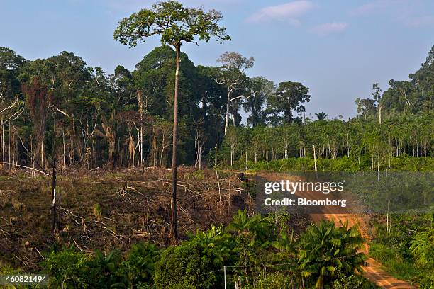 Dirt road cuts through a section of rain forest in the southern part of the Amazonian state of Para, near Anapu, Brazil, on Tuesday, Dec. 16, 2014....