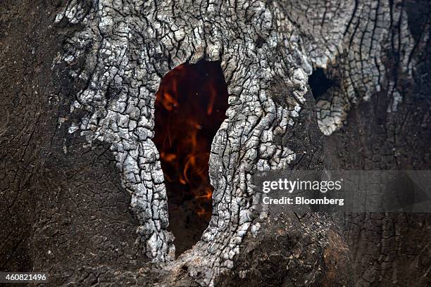 Fire burns in the trunk of a brazil nut tree in the southern part of the Amazonian state of Para, near Anapu, Brazil, on Sunday, Dec. 14, 2014. The...