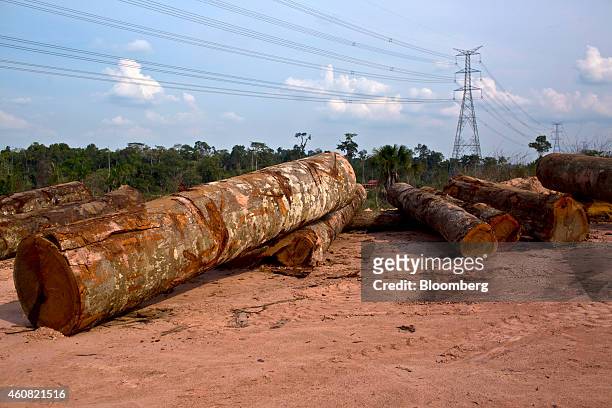 Cut logs sit at a sawmill in Anapu, Brazil, on Thursday, Dec. 18, 2014. The rate of deforestation Brazil's Amazon rain forest dropped 18 percent over...