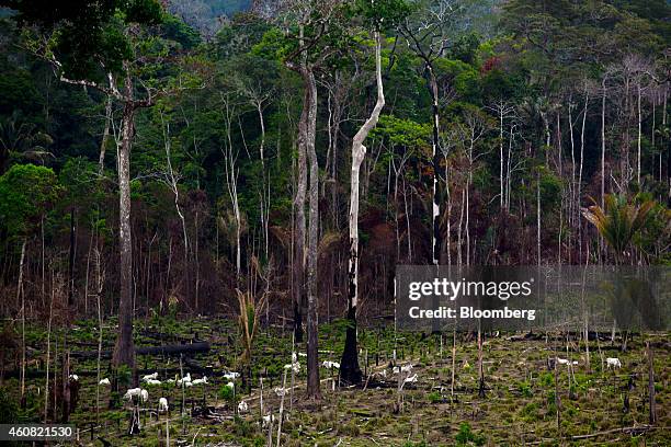 Cattle graze near a burnt section of rain forest in the southern part of the Amazonian state of Para, near Belo Monte, Brazil, on Sunday, Dec. 14,...